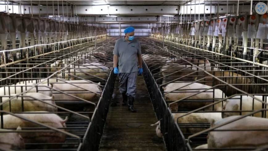 继白兰地之后，我国商务部启动对欧盟猪肉进口的反倾销调查-欧洲进口猪肉多少