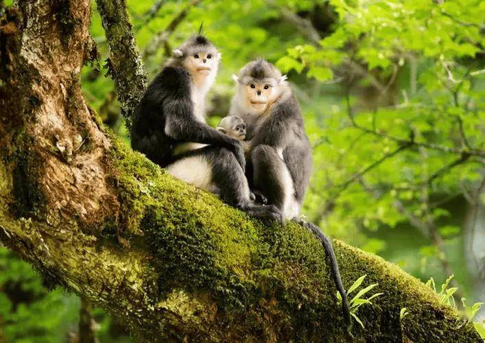 梵净山发现一张黑皮,猎人证实是新物种,今被称为"世界