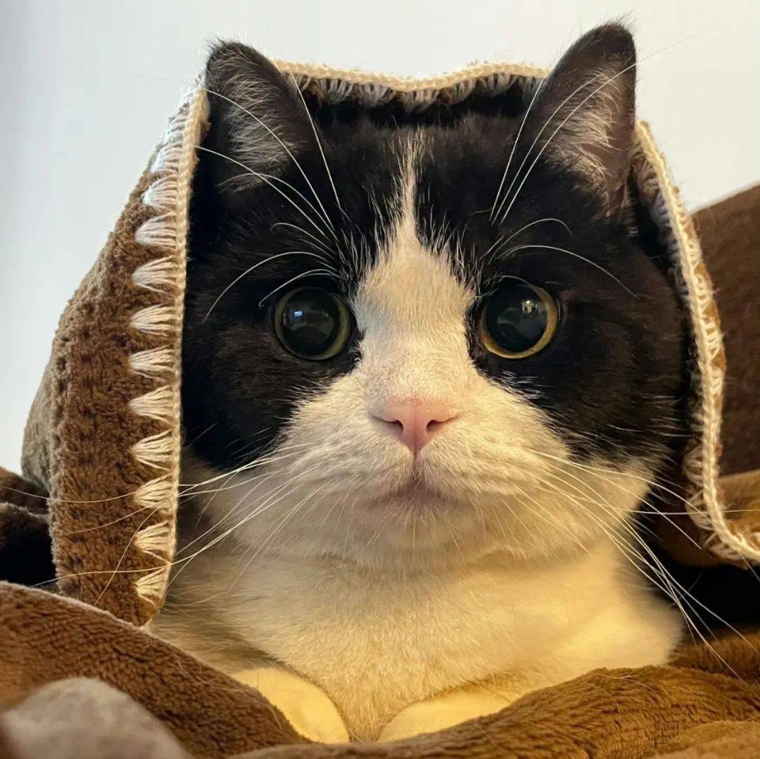 头像 | 我猜你不敢用的头像