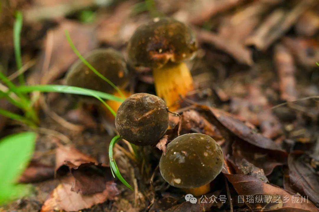 走!上山捡菌子......_城子镇_陇川_食用
