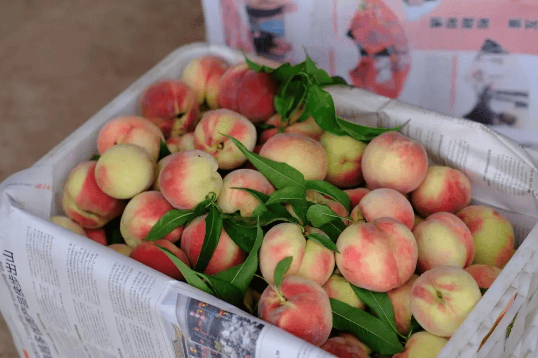眉山市东坡区大佛村的蜜桃"甜蜜"上市