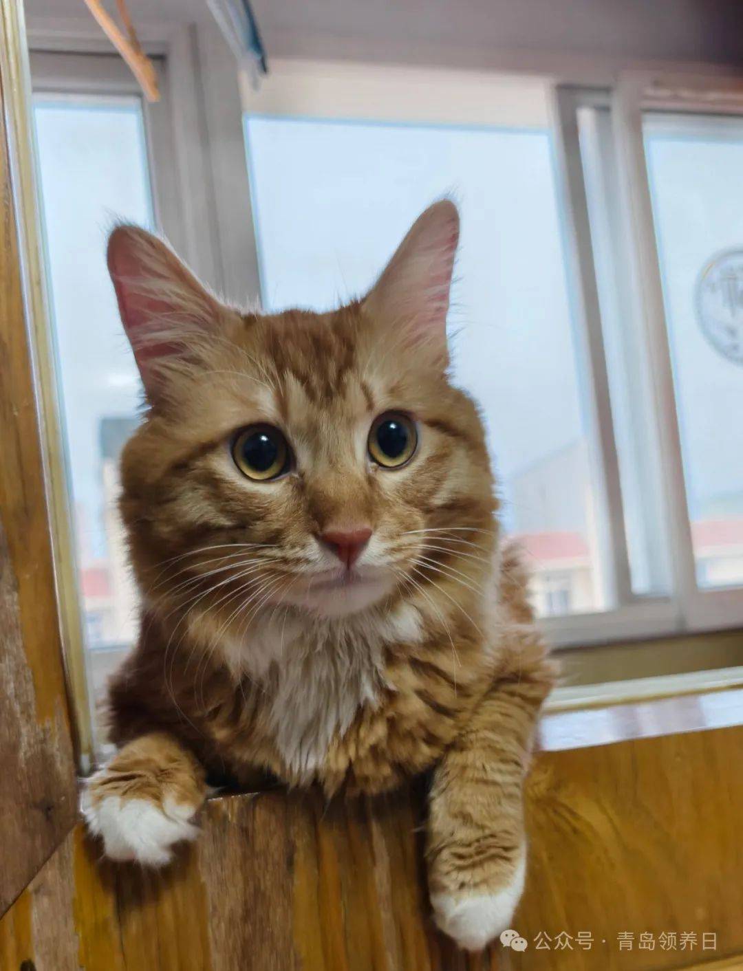 超好?抱?摸?撸?打呼噜3个多月的弟弟黑猫辟邪纳福招财