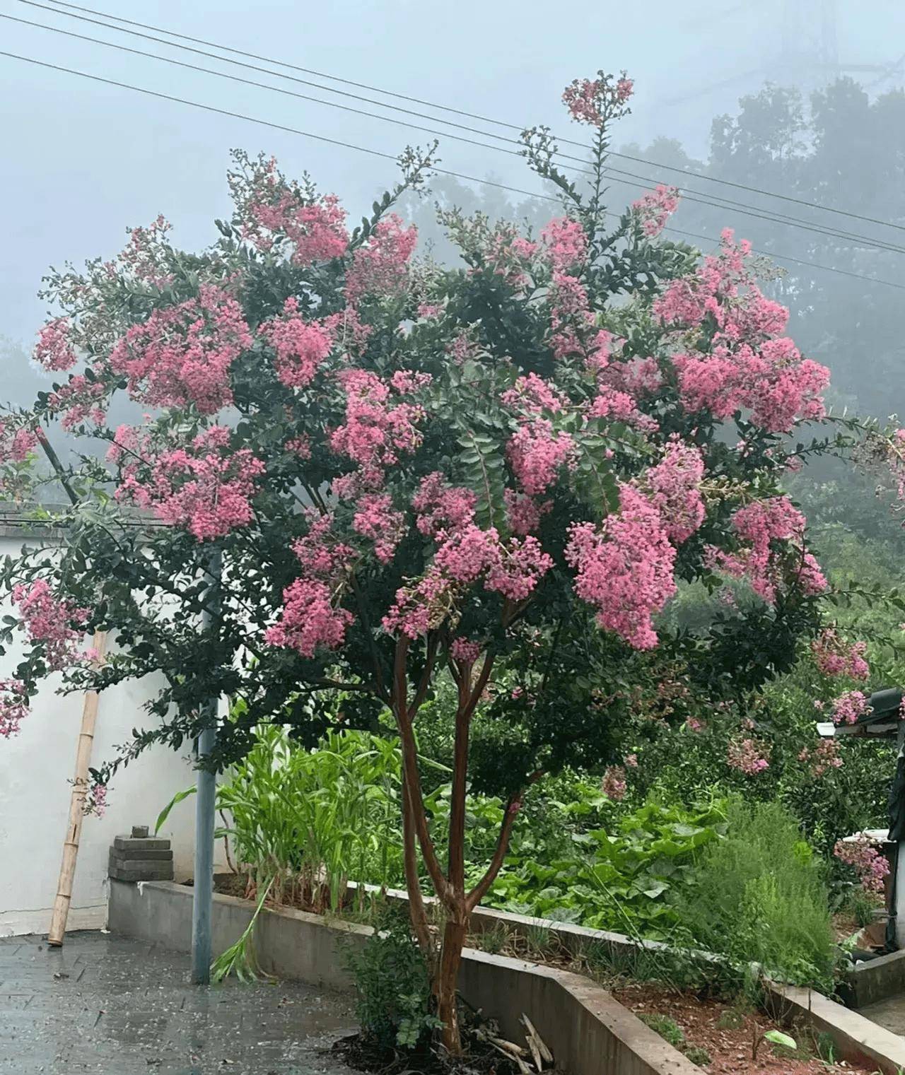 "富不富,家中树",家中树别乱种,种上这五种树,大多非富即贵