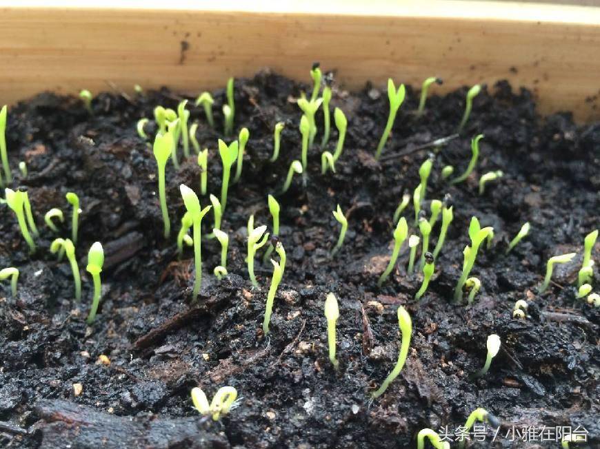 这一种水果吃完,把果核丢土里,一周长成漂亮盆栽,一年结出果!