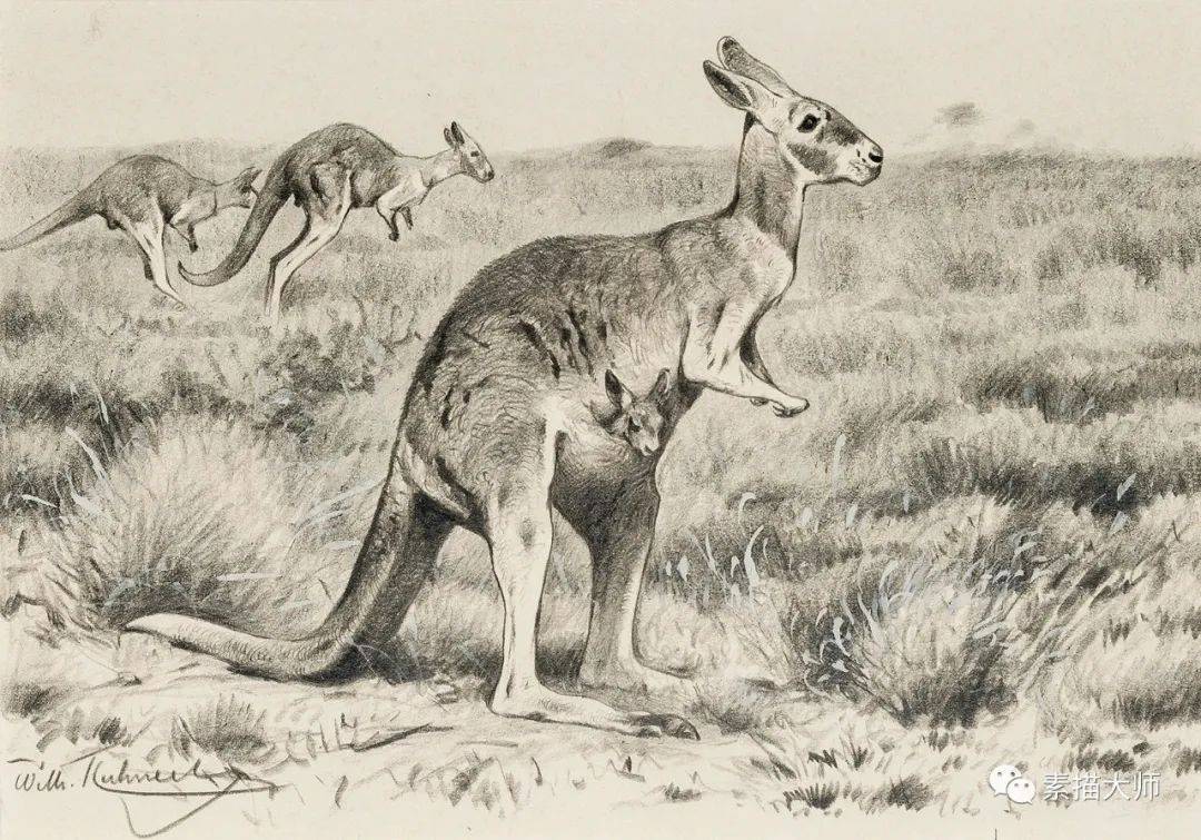 造型大神 | 动物素描