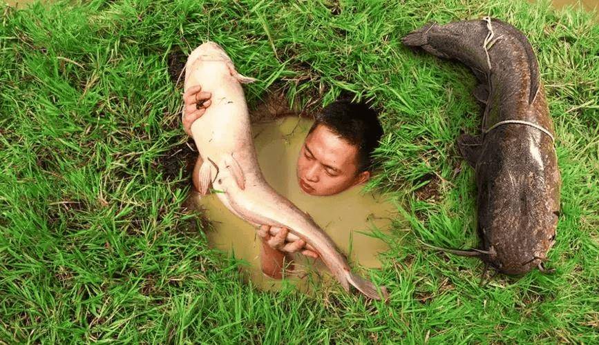 活在粪坑里的鱼"不脏"?5元1斤少有人买,可营养不比甲鱼差!