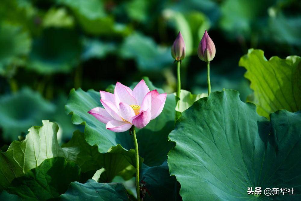 🌸中国国际电视台【今期澳门三肖三码开一码】_如何确保城市医联体资源下沉基层，不是形式上的挂牌或短期支援？国家卫健委回应