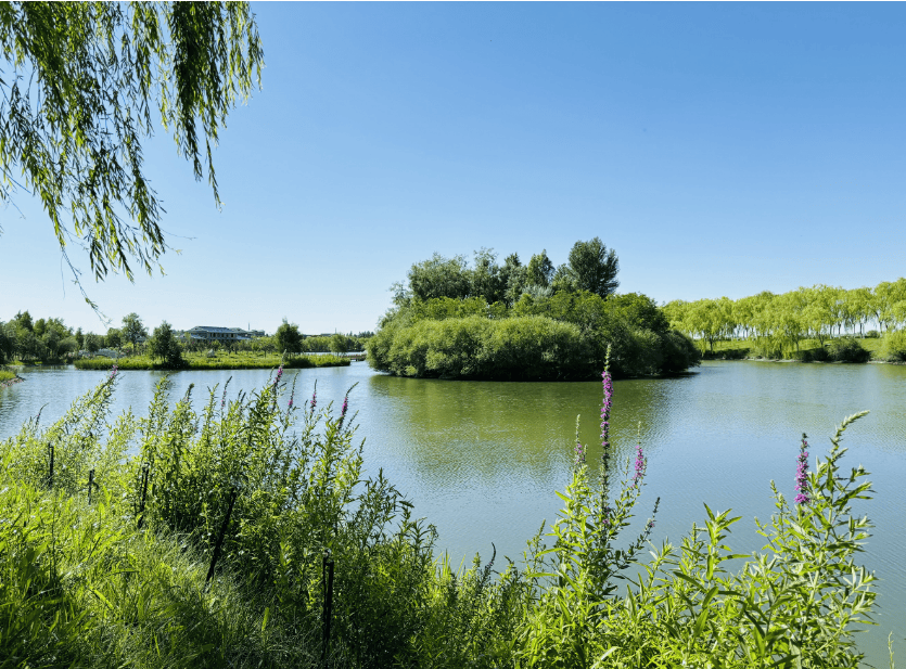 高台湿地公园图片