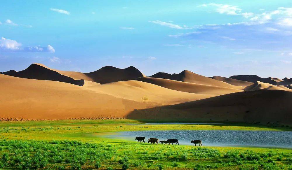 中国·巴彦淖尔"天赋河套 美丽葵乡"第五届全国向日葵摄影