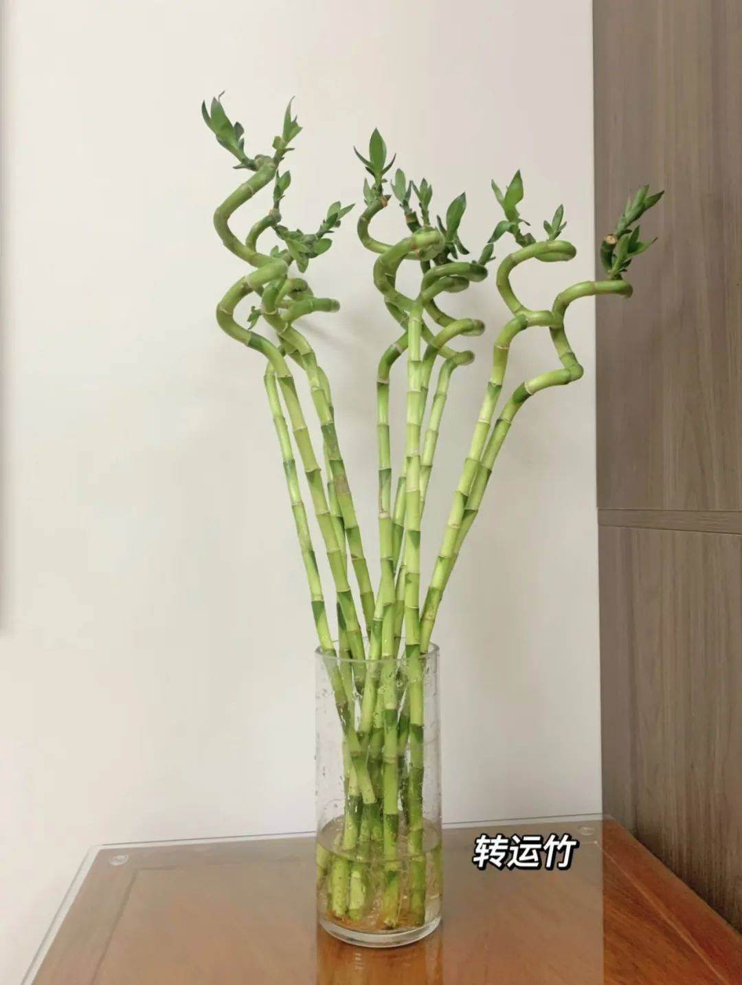 【转运竹/开运竹】29.9元!赠送肥料!净化室内空气,带根发货超好养!