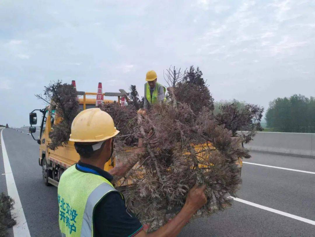 洁、通透”清理中央分隔带杂物清理高速沿线白色垃圾清理边沟积淤、杂草清理路肩枯树落叶part.3“修剪