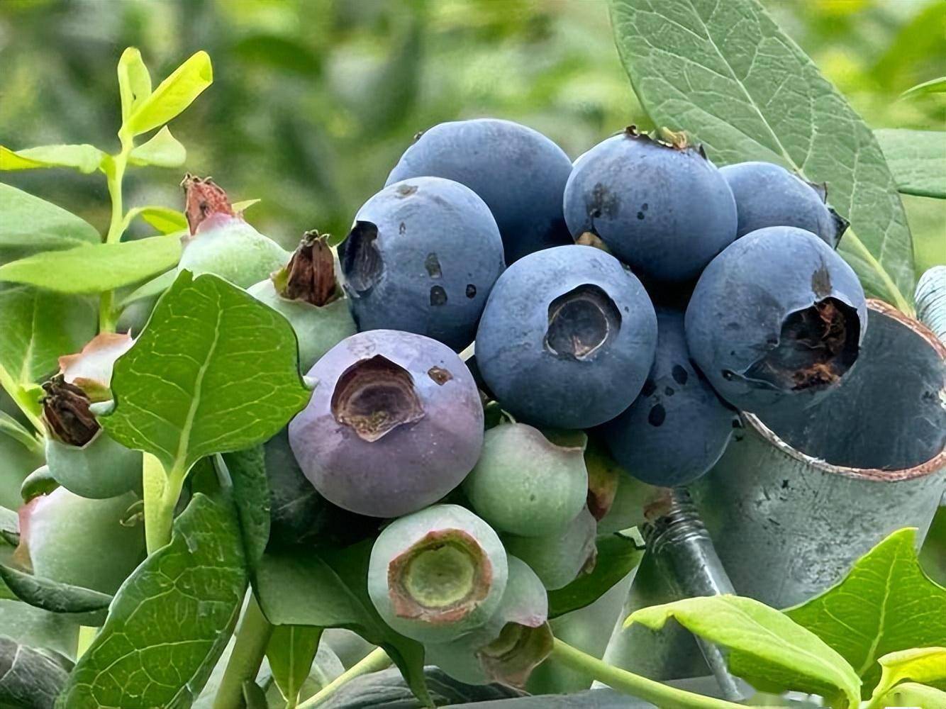 山楂是心脏病"抑制剂"?医生:若想心脏好,可多吃这4种食物