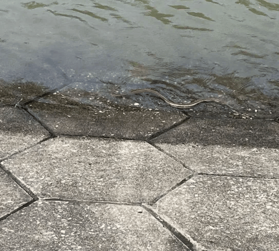 江水上涨 蛇在高处避水属应激反应 武汉江滩大蛇爬上监控杆！专家