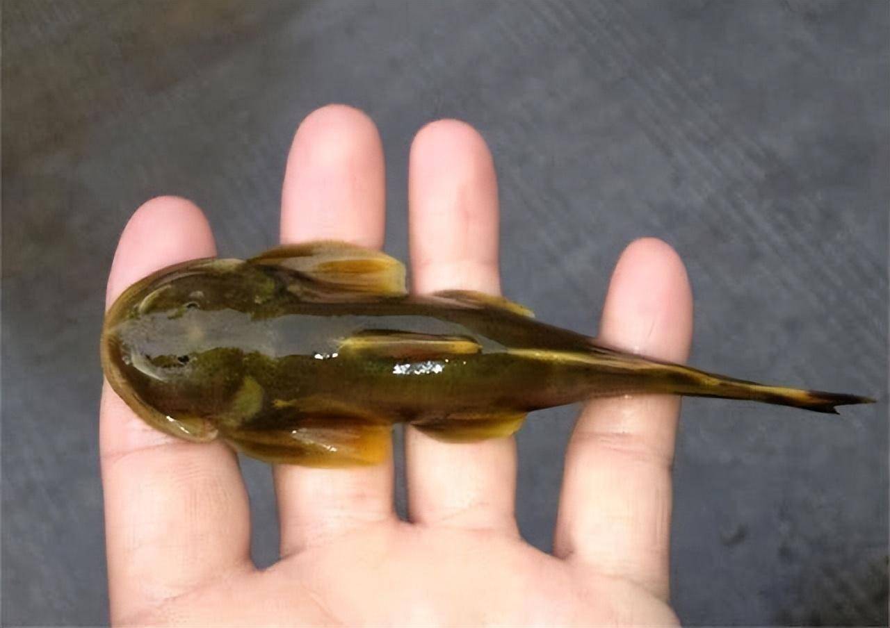 石爬子的哭泣:每斤千元一鱼难求,躲进山洞却逃不脱被吃的命运!