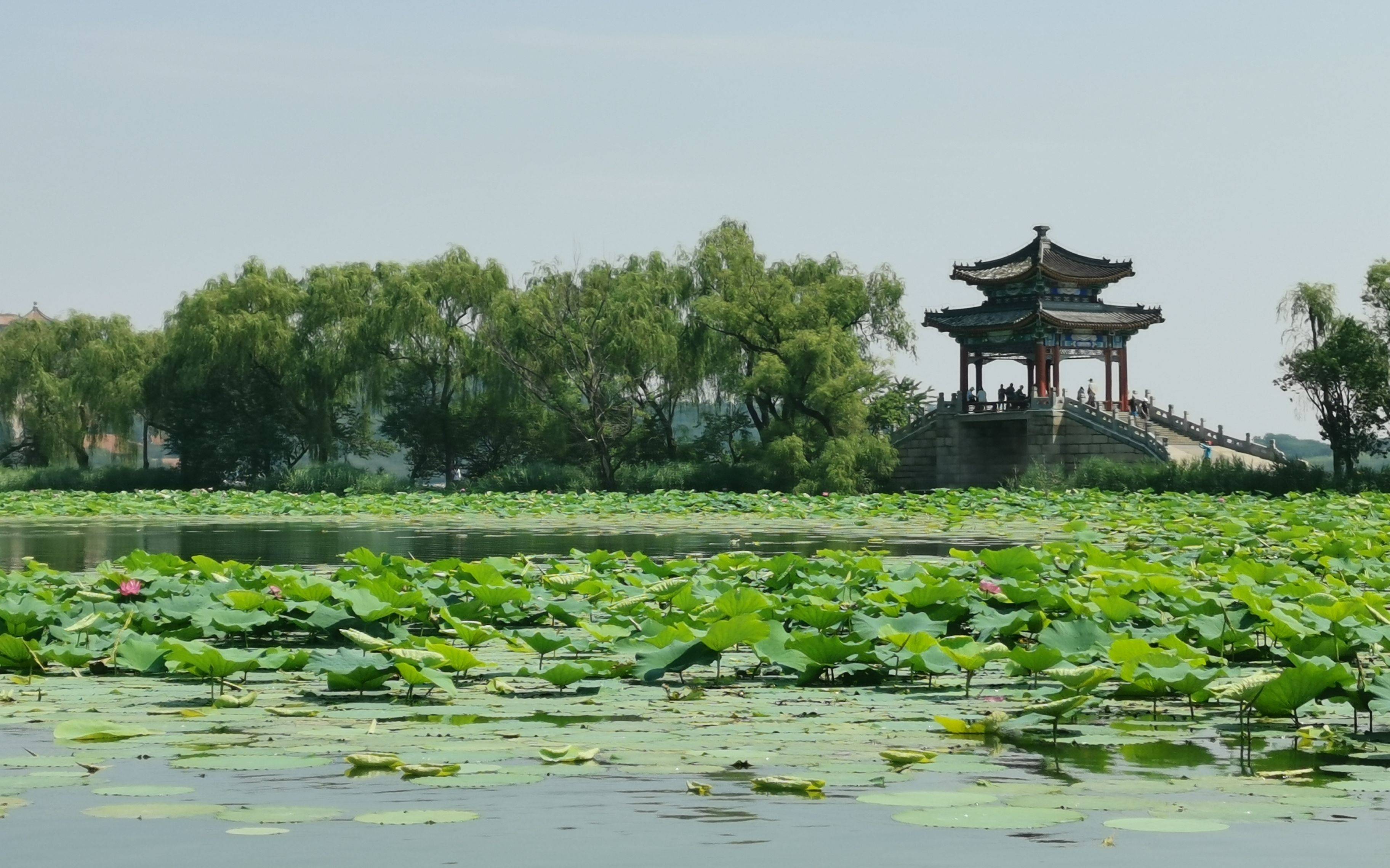 北京荷花文化节设十二大展区 400多种水生植物扮靓盛夏