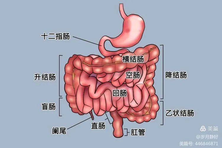 肠管解剖图片