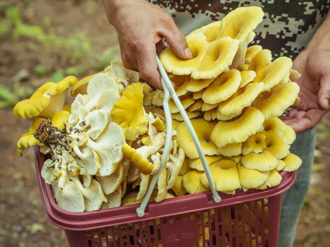 闽宁镇蘑菇图片