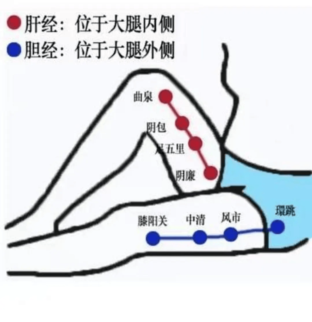 大腿内侧经络图 肝经图片