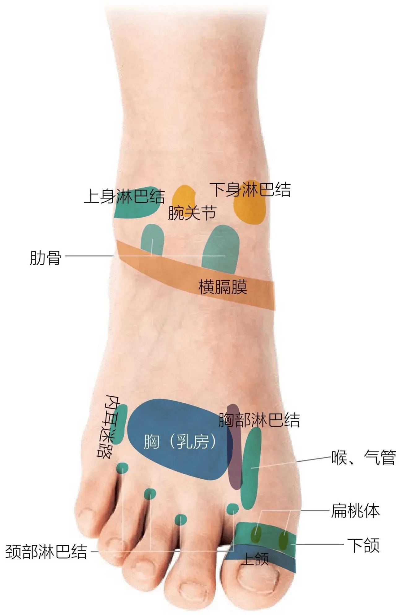 脚踝子宫反射区图图片