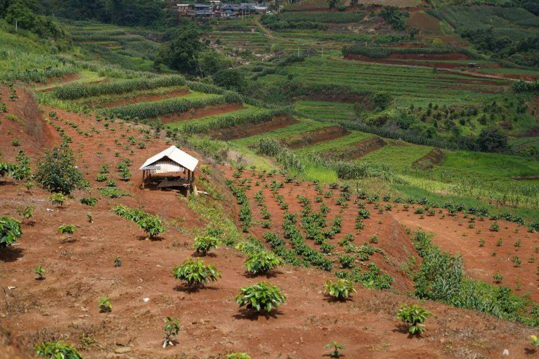 后谷咖啡种植基地图片