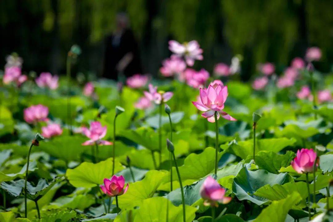 好运莲莲请求添加你为好友