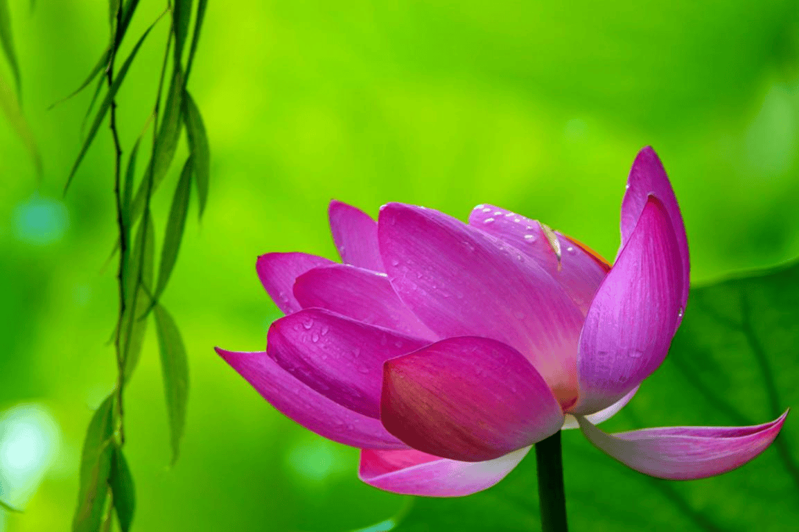 节气赏美图|小暑 盛夏如金万物生长 "暑"不尽田园好风光