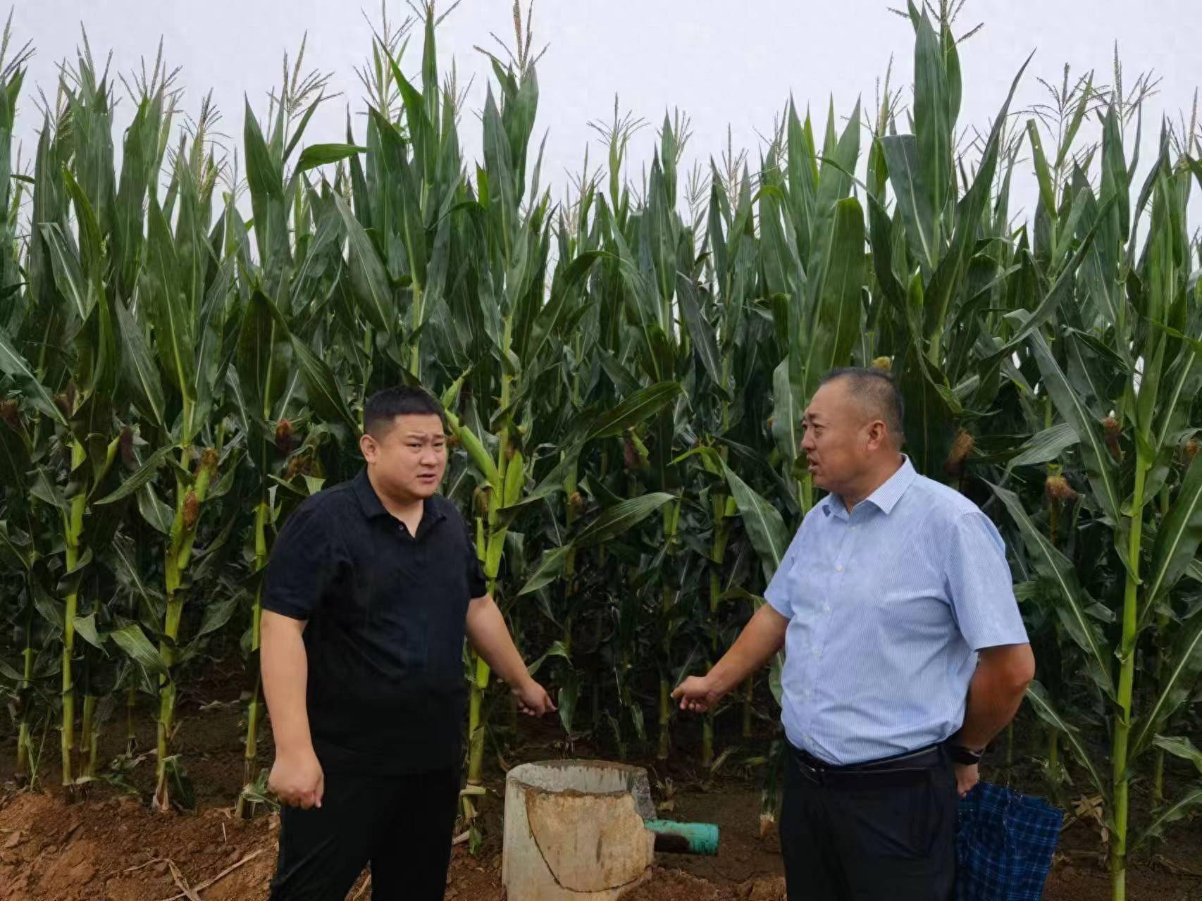 中国人寿财险山东省分公司旱情面前展担当 农田设施保险真是及时雨