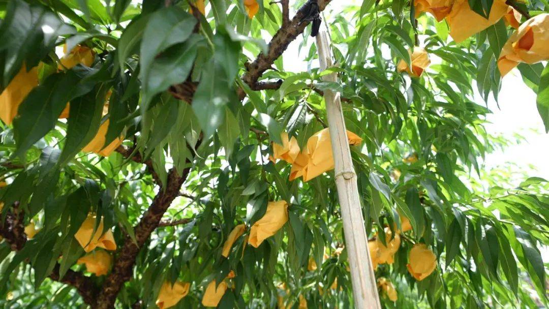 【凤桥水蜜桃批量上市】桃王20块一斤