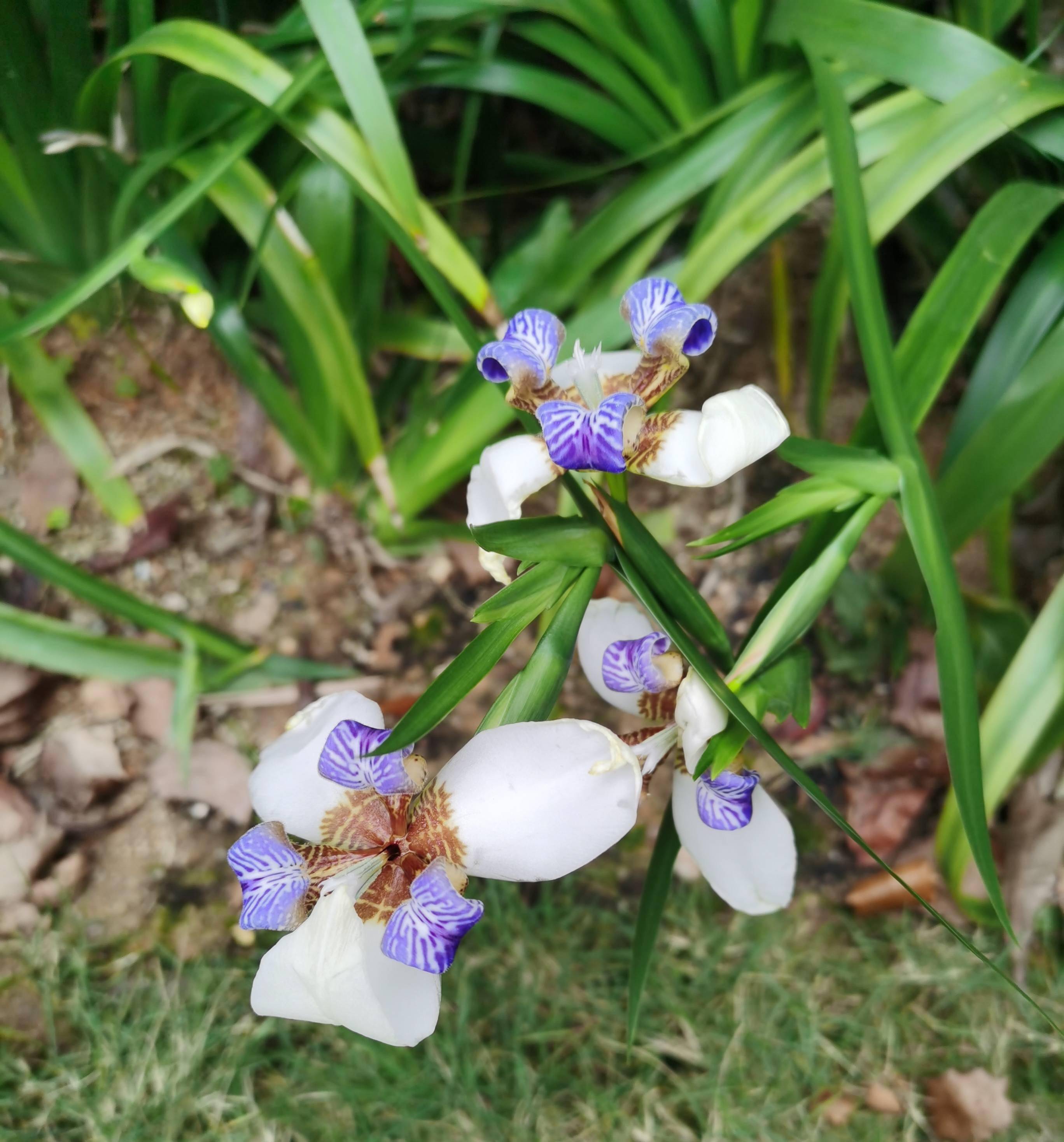 下沉庭院种花潮湿图片