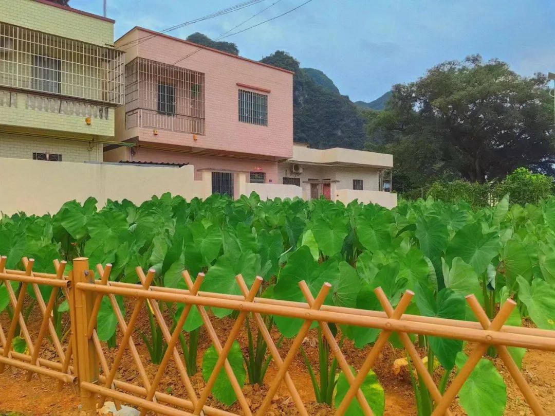 百县千镇万村高质量发展工程 | 英德黄花镇:"四小园""美丽庭院"绘就绿