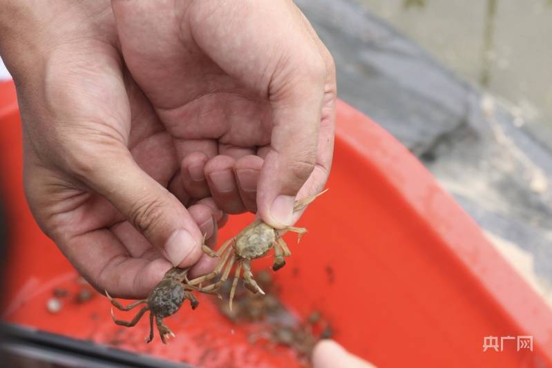 "白玉蟹"六月黄近日上市_养殖_吴旭_白色
