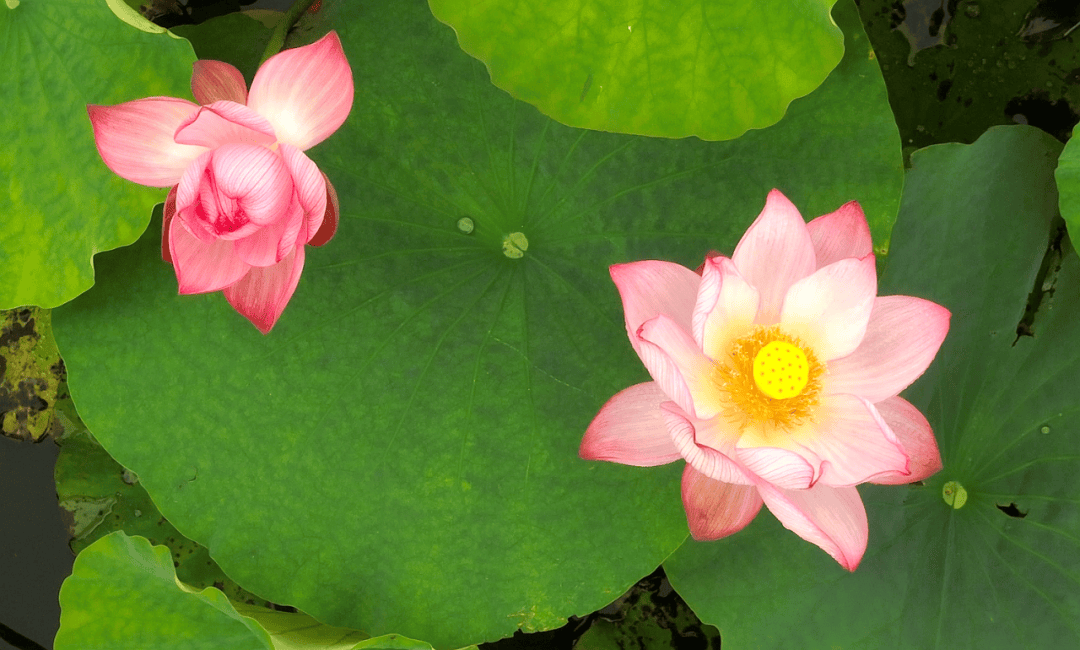 汉阳峰天池九子莲花图片