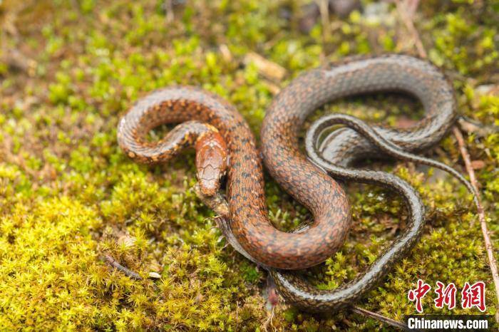 湖北发现新记录种无颞鳞腹链蛇