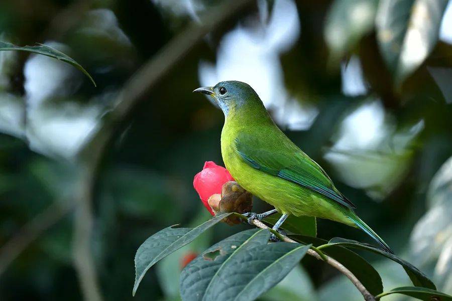 【与鸟邂逅(35)】橙腹叶鹎:大山里的"采花大盗"