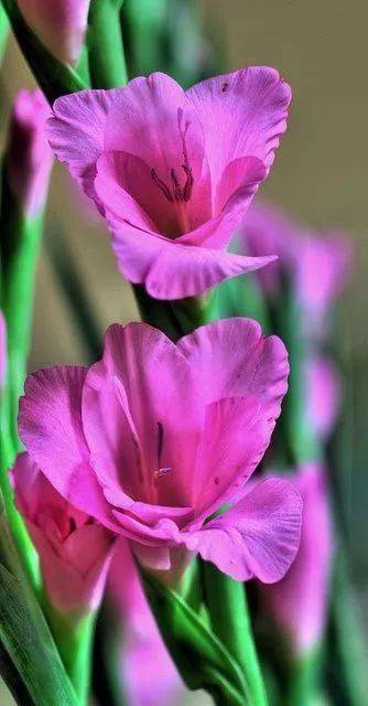 夫妻花,绝美罕见!