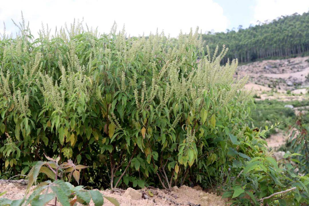 南安300多亩"香草之王"首次采收_种植_罗勒_丁香