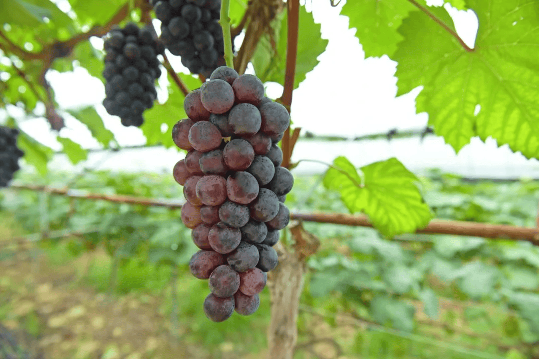 筠连镇水源村的葡萄成熟啦!