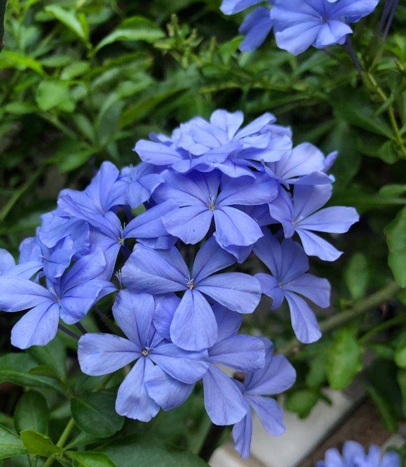 蓝雪花的花期到了,养护上这3步一个都不能少,接下来会一直开花