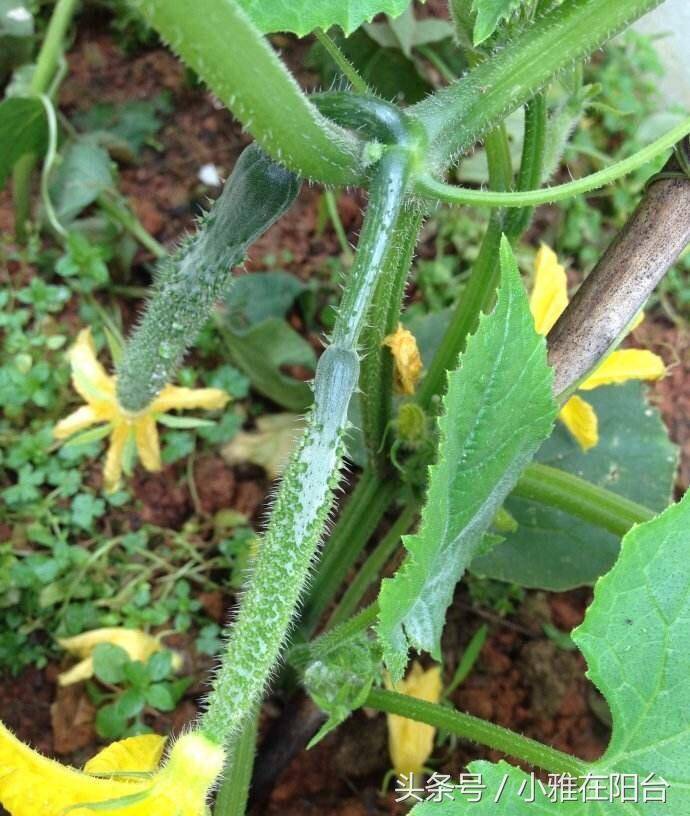 黄瓜阳台种植的全过程图片