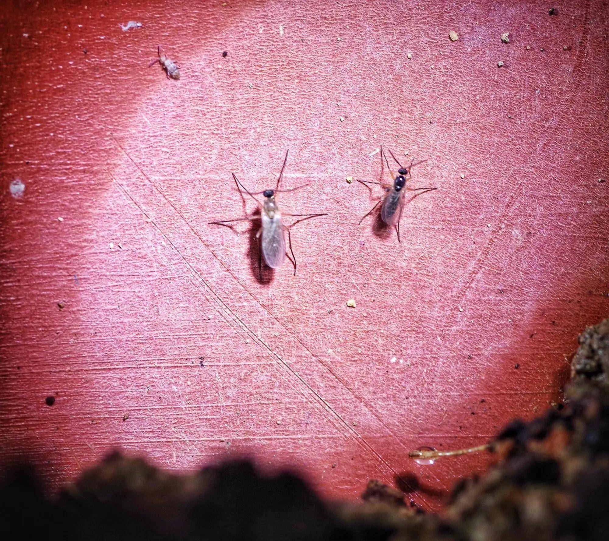已到蠓虫高发期!青岛很多人中招,不少人被咬:痒到崩溃