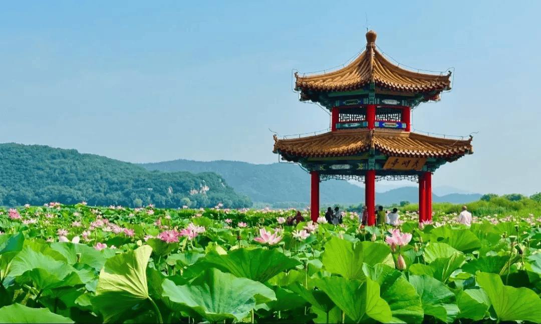 沈阳荷花池图片