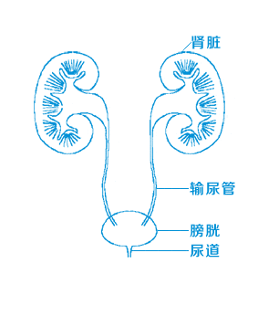 泌尿外科最新动态：专家解析与技术创新