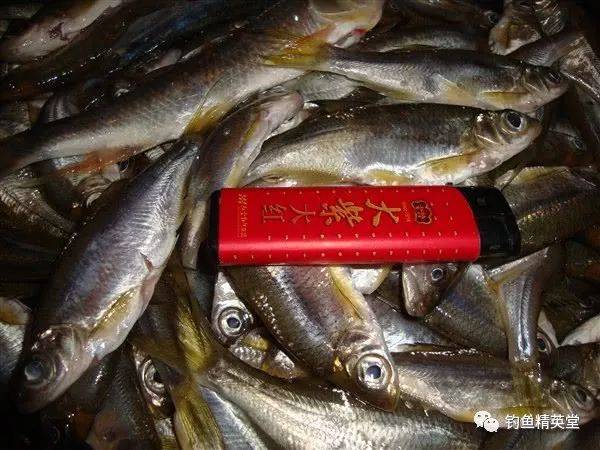 此鱼小小的身体,有一双大眼睛,钓鱼人亲切的叫它"大眼妹"