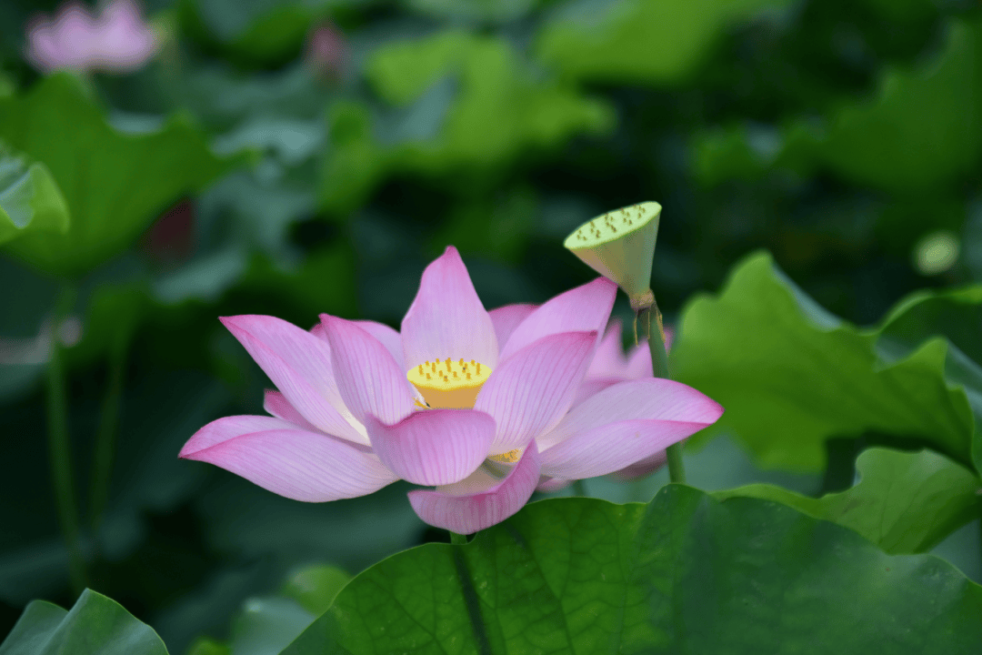 荷叶荷花莲子图片大全图片