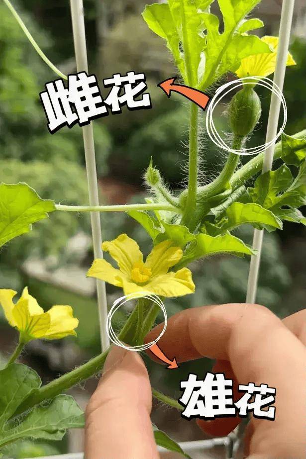 西瓜和冬瓜,苦瓜,黄瓜这类植物,都是分雌雄花的,雌花带果子,雄花开过