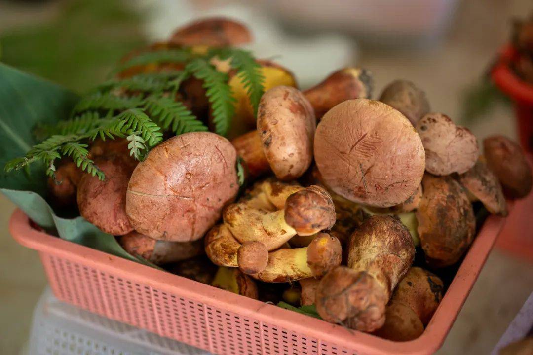 在云南样样好丨小小菌子,撑起一把"致富伞"_武定县_群众_猫街镇