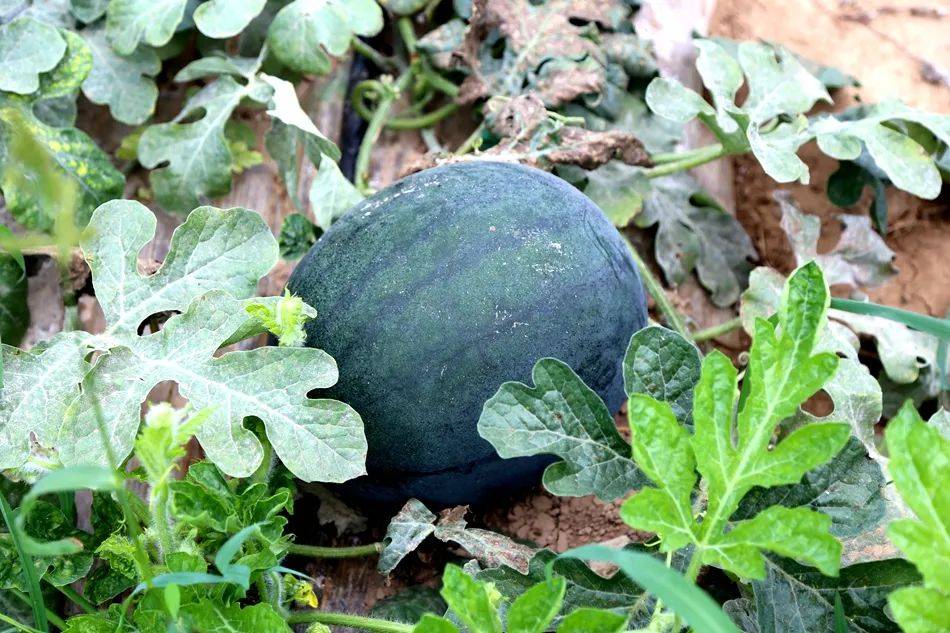 西瓜 圣女果丰收"有甜头" 集体经济"有奔头"_种植_下湾村_大棚