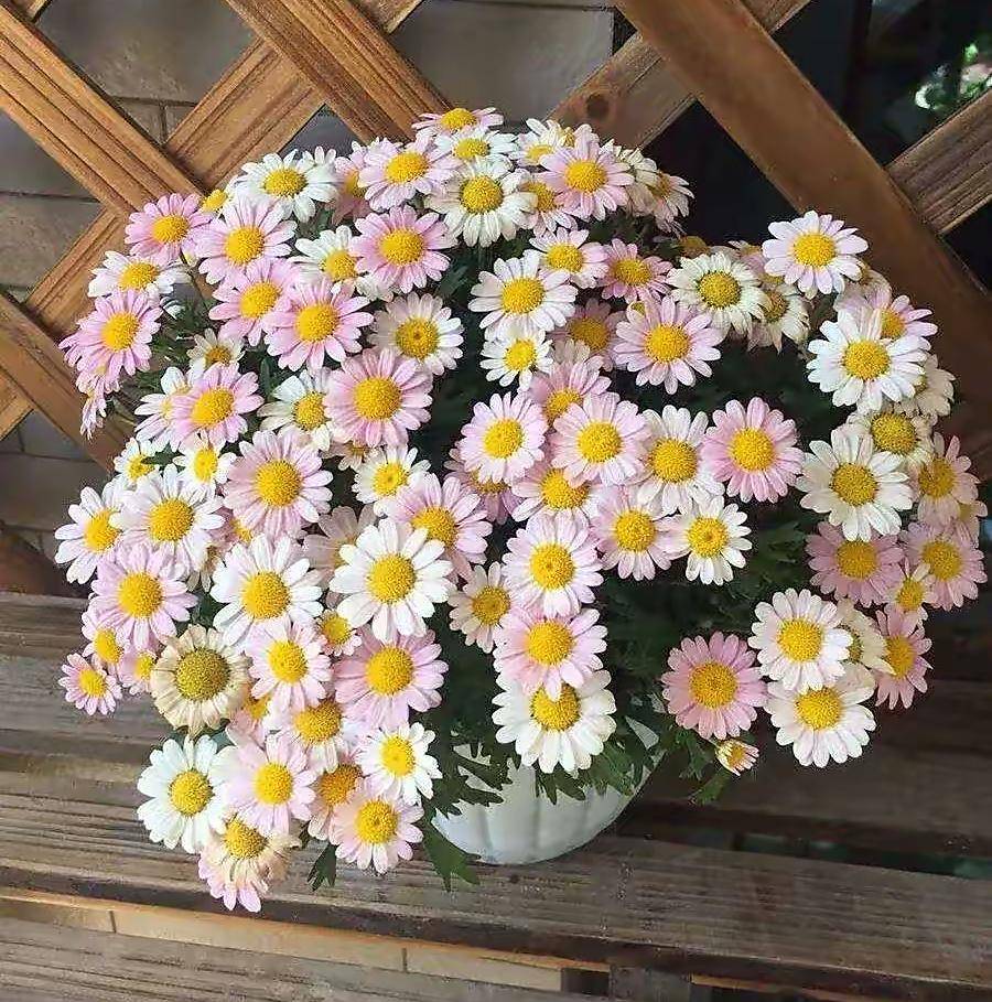 玛格丽特的养护也很容易,基本上,春夏季放在阳台露台上,有散光,或是有