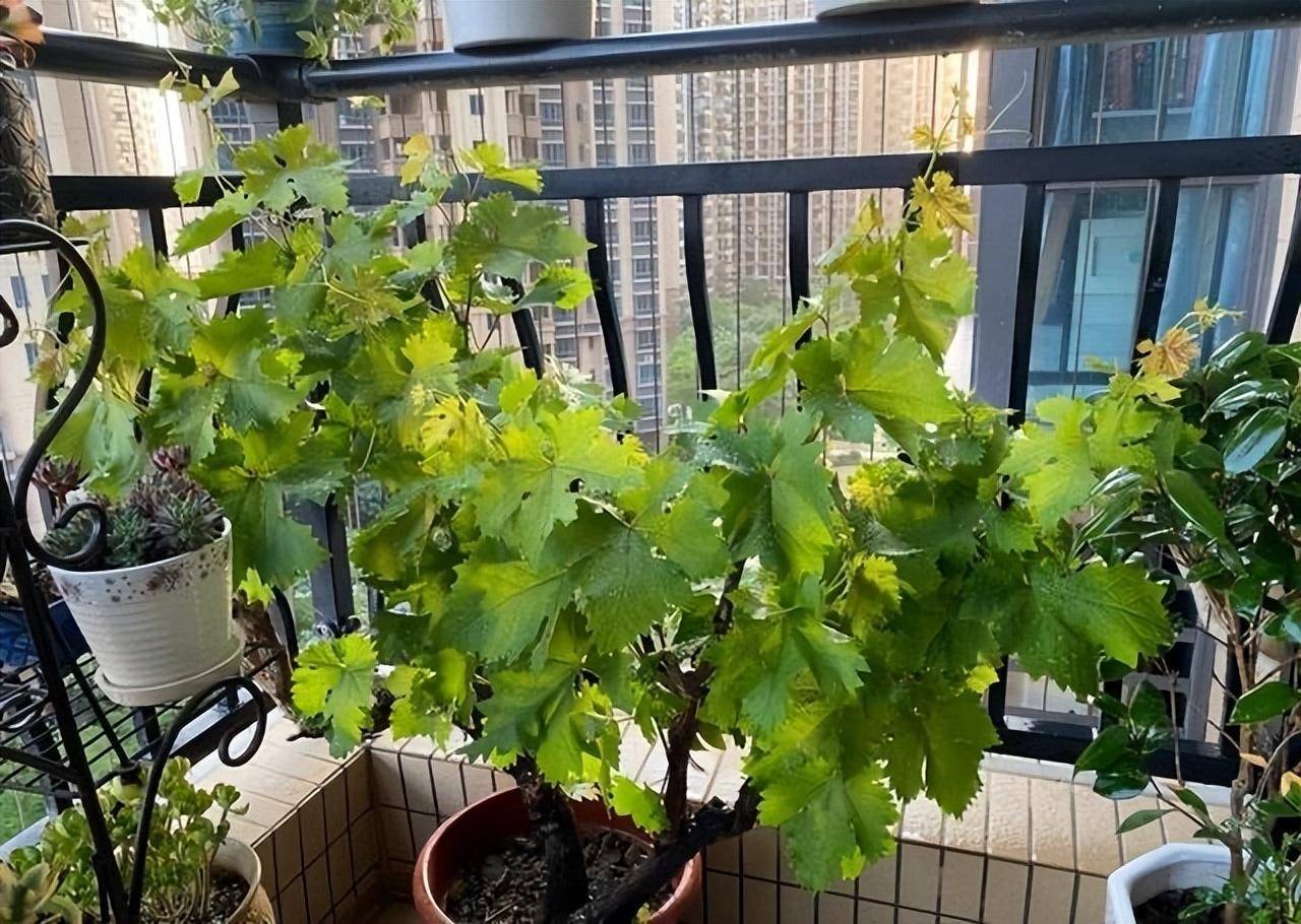 "5种"水果,可以种阳台,硕果累累营养丰富,还特别美观大气