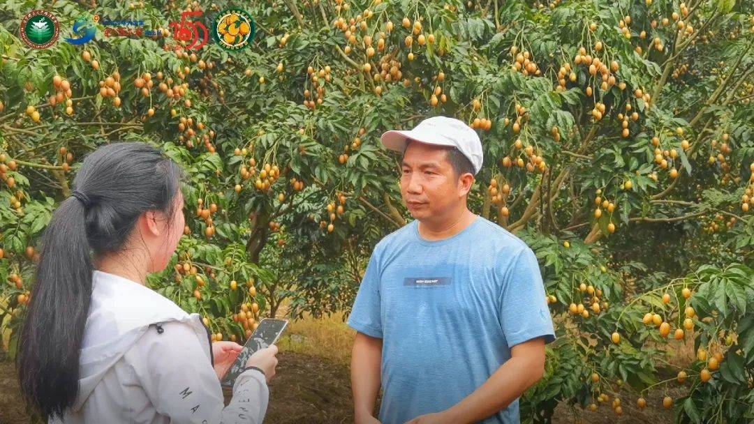 【社会实践】云浮郁南无核黄皮实践团:思行同步,"研"之有物||金丸累累